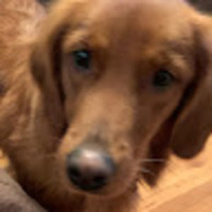 Meet your Posher, Paula